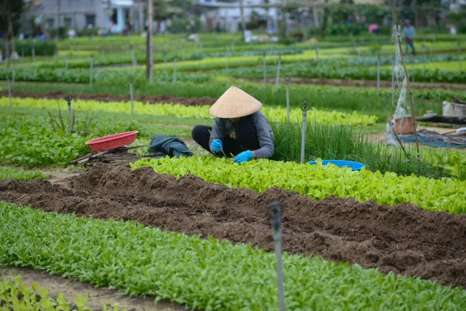 Luống rau bị sâu — nhổ bỏ và cải tạo đất — trước