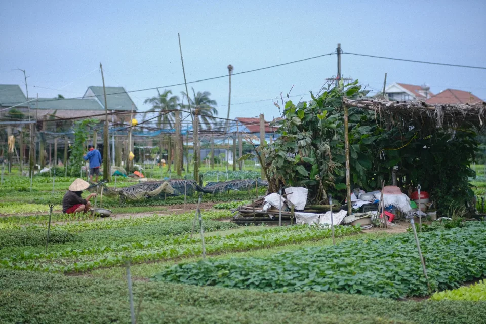 Gạo thơm mới xay