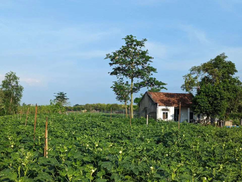 Luống rau bị sâu — nhổ bỏ và cải tạo đất — sau